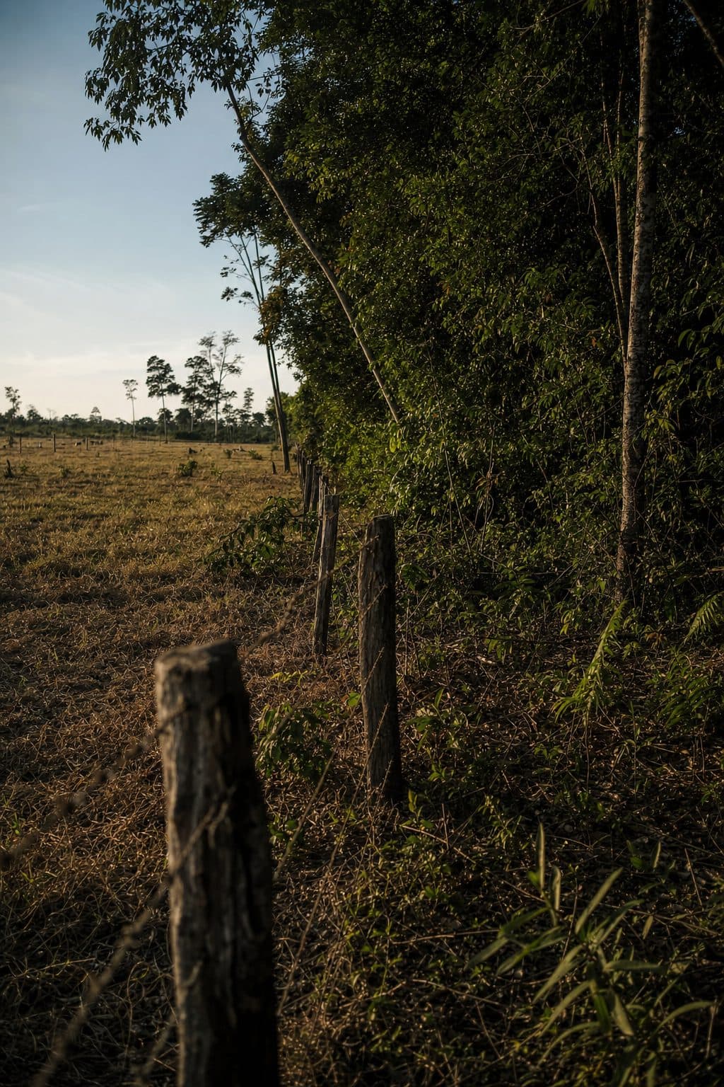 Cerca de arame na divisa entre pasto e floresta em Rondônia